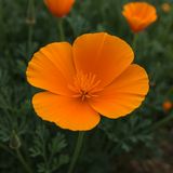 ESCHSCHOLZIA californica (Orange California Poppy)