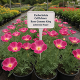 ESCHSCHOLZIA californica 'Carmine King' (California Poppy, Bi-Color Carmine King)