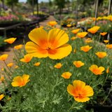ESCHSCHOLZIA californica 'Golden West' (California Poppy, Gold - Golden West)