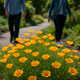 ESCHSCHOLZIA californica 'Golden West' (California Poppy, Gold - Golden West)