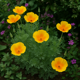 ESCHSCHOLZIA californica 'Golden West' (California Poppy, Gold - Golden West)