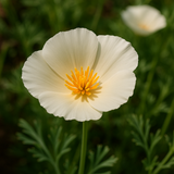 ESCHSCHOLZIA californica 'Ivory Castle'  (California Poppy, White - Ivory Castle)