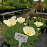 ESCHSCHOLZIA californica 'Ivory Castle'  (California Poppy, White - Ivory Castle)