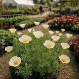 ESCHSCHOLZIA californica 'Ivory Castle'  (California Poppy, White - Ivory Castle)