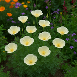 ESCHSCHOLZIA californica 'Ivory Castle'  (California Poppy, White - Ivory Castle)