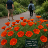 ESCHSCHOLZIA californica 'Mikado' (California Poppy, Dark Orange - Mikado)