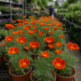 ESCHSCHOLZIA californica 'Mikado' (California Poppy, Dark Orange - Mikado)