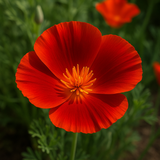 ESCHSCHOLZIA californica 'Mikado' (California Poppy, Dark Orange - Mikado)