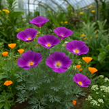 ESCHSCHOLZIA californica 'Purple Gleam' (California Poppy, Purple - Purple Gleam)
