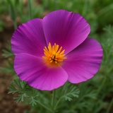 ESCHSCHOLZIA californica 'Purple Gleam' (California Poppy, Purple - Purple Gleam)