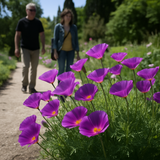 ESCHSCHOLZIA californica 'Purple Gleam' (California Poppy, Purple - Purple Gleam)