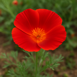 ESCHSCHOLZIA californica 'Red Chief' (California Poppy, Bright Red - Red Chief)