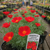 ESCHSCHOLZIA californica 'Red Chief' (California Poppy, Bright Red - Red Chief)