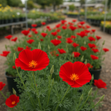 ESCHSCHOLZIA californica 'Red Chief' (California Poppy, Bright Red - Red Chief)