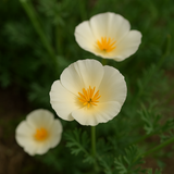 ESCHSCHOLZIA californica 'White Linen' (California Poppy, White - White Linen)