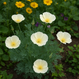 ESCHSCHOLZIA californica 'White Linen' (California Poppy, White - White Linen)