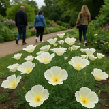 ESCHSCHOLZIA californica 'White Linen' (California Poppy, White - White Linen)
