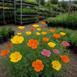 ESCHSCHOLZIA californica (California Poppy, Formula Mix)