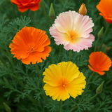 ESCHSCHOLZIA californica 'Ballerina Mix' (California Poppy, Mixed with Crimped Petals - Ballerina Mix)