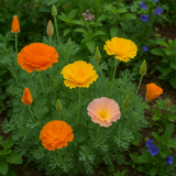 ESCHSCHOLZIA californica 'Ballerina Mix' (California Poppy, Mixed with Crimped Petals - Ballerina Mix)