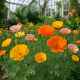 ESCHSCHOLZIA californica 'Ballerina Mix' (California Poppy, Mixed with Crimped Petals - Ballerina Mix)