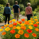 ESCHSCHOLZIA californica 'Ballerina Mix' (California Poppy, Mixed with Crimped Petals - Ballerina Mix)