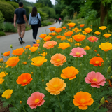 ESCHSCHOLZIA californica 'Mission Bells' (California Poppy, Semi-Double Mix  - Mission Bells)