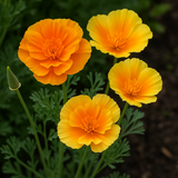 ESCHSCHOLZIA californica 'Mission Bells' (California Poppy, Semi-Double Mix  - Mission Bells)