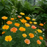 ESCHSCHOLZIA californica 'Mission Bells' (California Poppy, Semi-Double Mix  - Mission Bells)