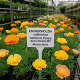 ESCHSCHOLZIA californica 'Mission Bells' (California Poppy, Semi-Double Mix  - Mission Bells)