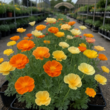 ESCHSCHOLZIA californica 'Mission Bells' (California Poppy, Semi-Double Mix  - Mission Bells)