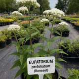 EUPATORIUM perfoliatum (Boneset)