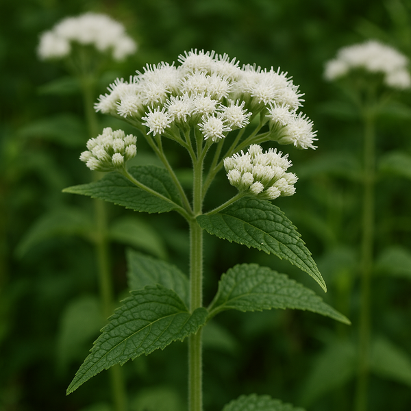 Eupatorium