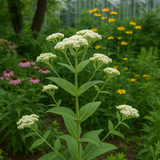 EUPATORIUM perfoliatum (Boneset)