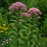 EUTROCHIUM maculatum (Spotted Joe Pyeweed)