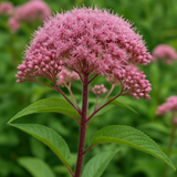 EUTROCHIUM maculatum (Spotted Joe Pyeweed)