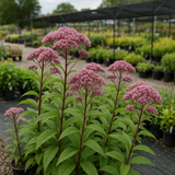 EUTROCHIUM maculatum (Spotted Joe Pyeweed)