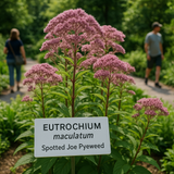 EUTROCHIUM maculatum (Spotted Joe Pyeweed)