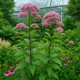 EUTROCHIUM purpureum (Sweet Joe Pyeweed)