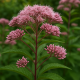 EUTROCHIUM purpureum (Sweet Joe Pyeweed)