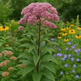 EUTROCHIUM purpureum (Sweet Joe Pyeweed)