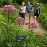 EUTROCHIUM purpureum (Sweet Joe Pyeweed)
