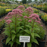 EUTROCHIUM purpureum (Sweet Joe Pyeweed)