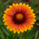 GAILLARDIA aristata (Blanketflower)
