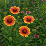 GAILLARDIA aristata (Blanketflower)