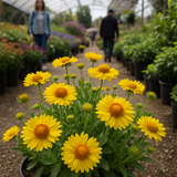 GAILLARDIA aristata (Yellow Gaillardia)