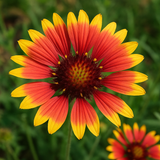 GAILLARDIA pulchella (Indian Blanket)