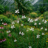 GAURA lindheimeri (Gaura)