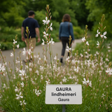 GAURA lindheimeri (Gaura)