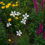 GAURA lindheimeri (Gaura)